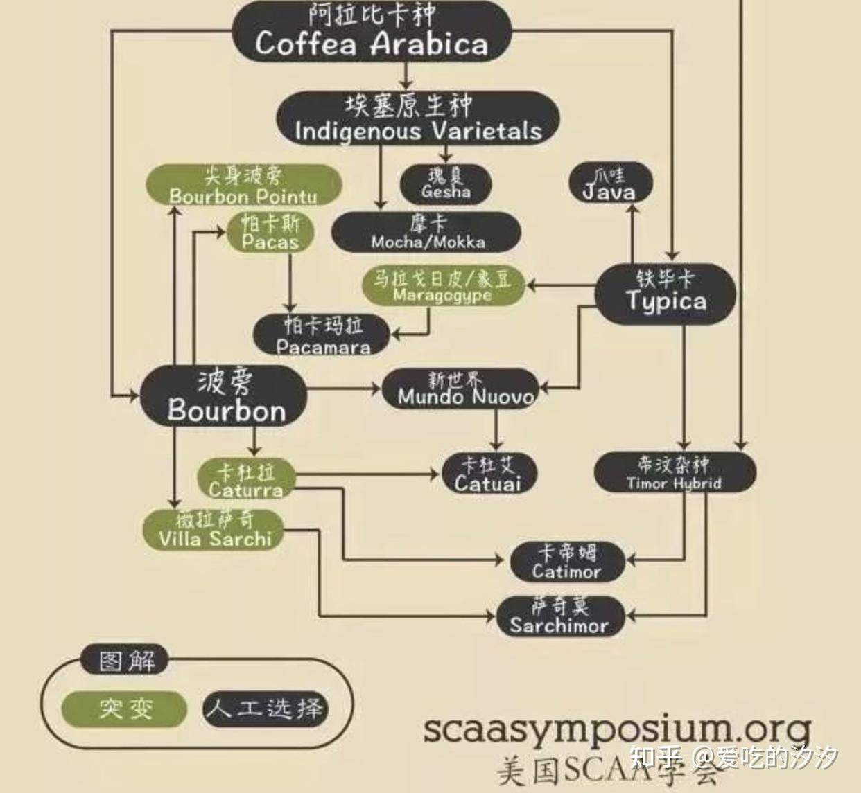 关于咖啡读懂这篇就够了(图6)